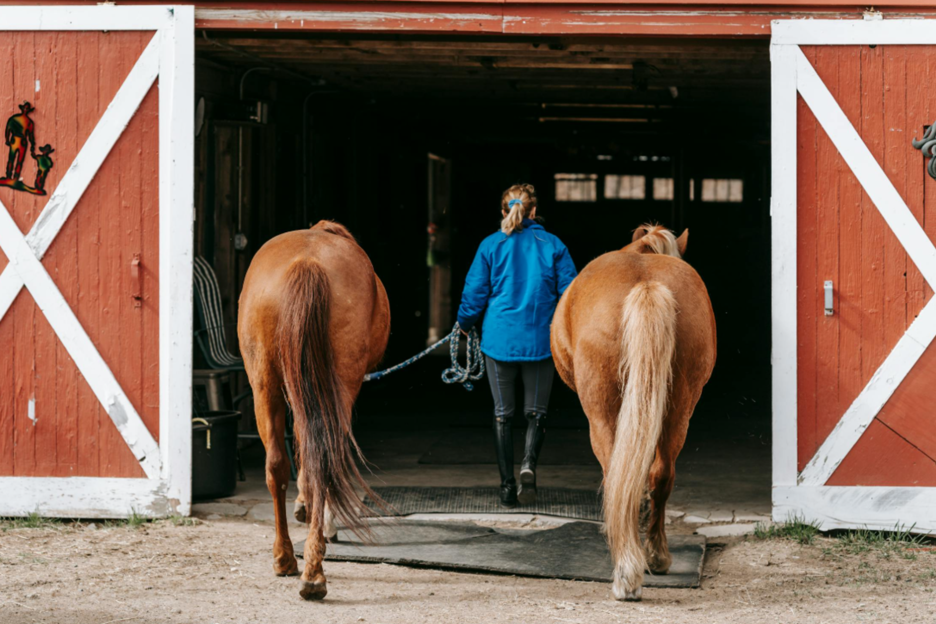 Equine in barn (1)