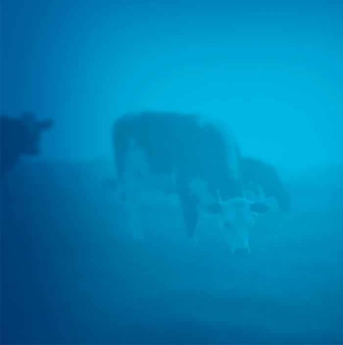Cow grazing in field