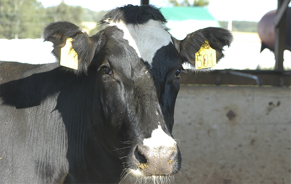 Dairy Cow