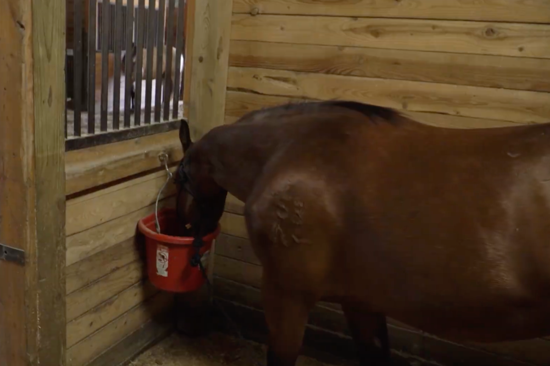 elevate equine fly control