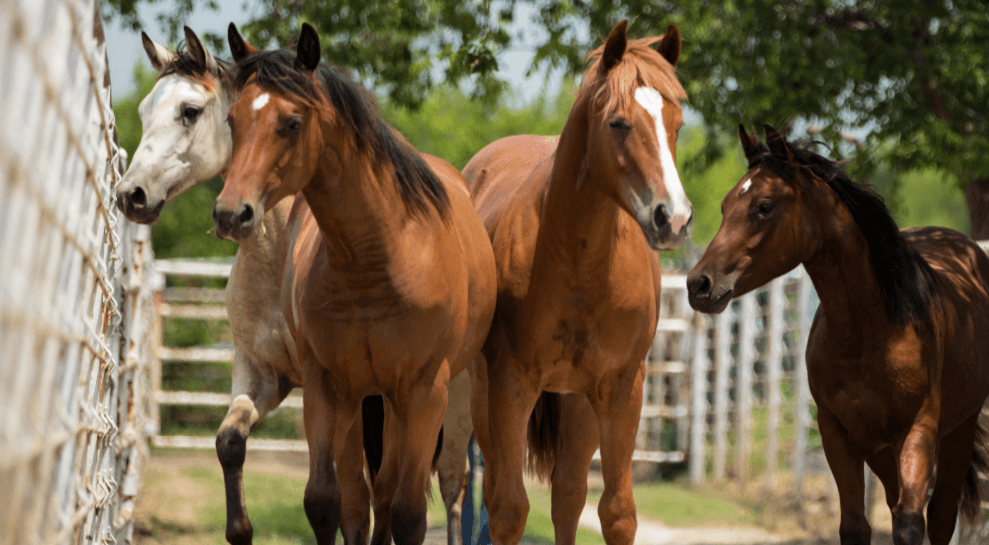 To reduce stress for horses and ensure their comfort, consider these tips.