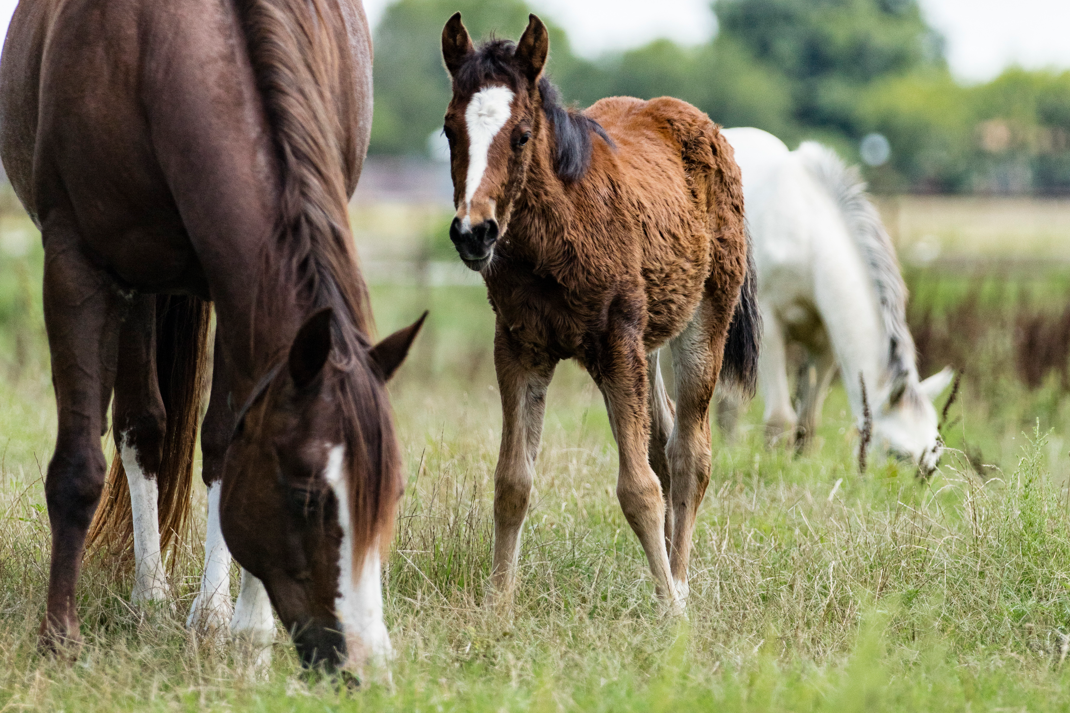 One horse’s manure can be a breeding ground for up to 10,000 flies per day.