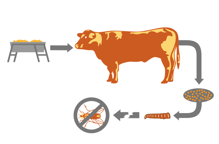 How Feed-Through Products Work on Beef Feedlots Diagram