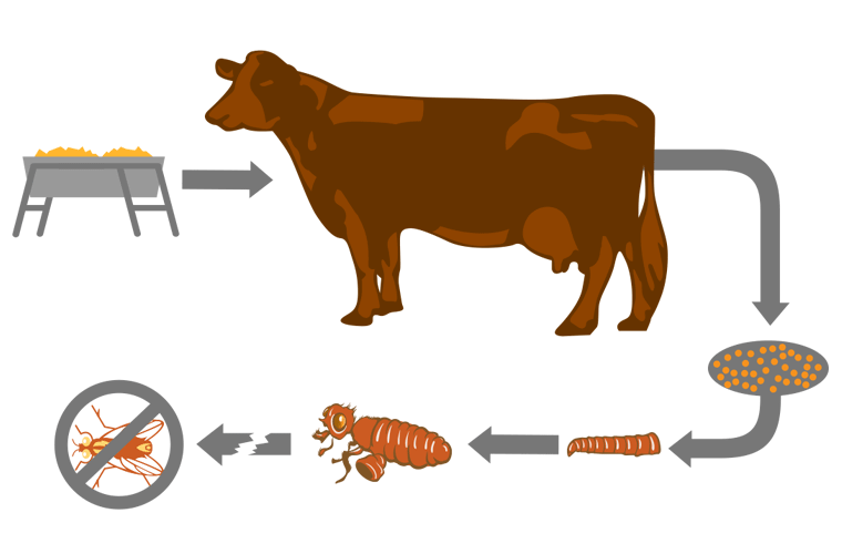 How Feed-Through Products Work on Beef Pasture Diagram