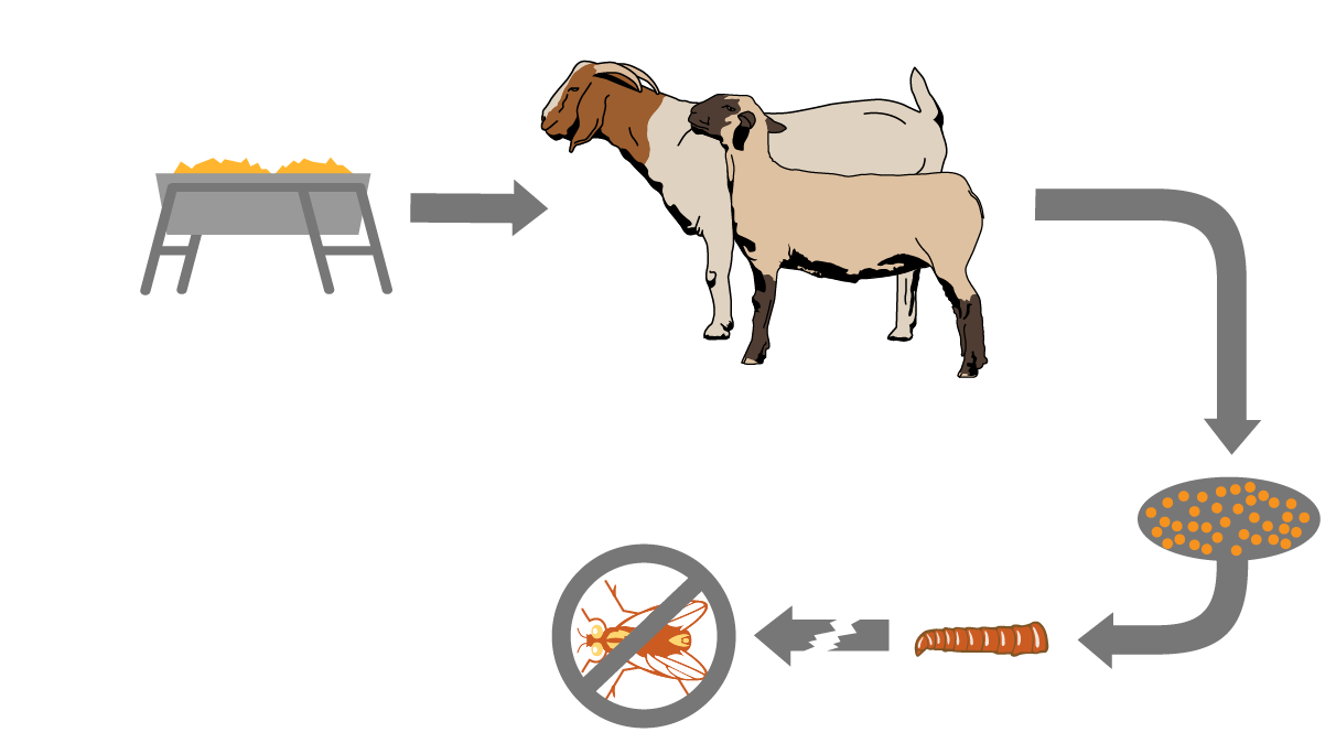 HowFeedThroughProductsWorkonGoatSheepDiagram